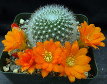 Load image into Gallery viewer, Rebutia muscula
