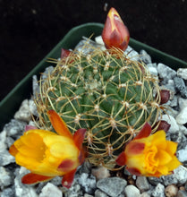 Load image into Gallery viewer, Sulcorebutia muschii