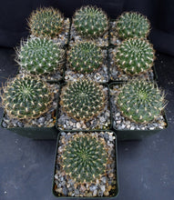 Load image into Gallery viewer, Sulcorebutia muschii