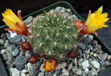 Load image into Gallery viewer, Sulcorebutia muschii