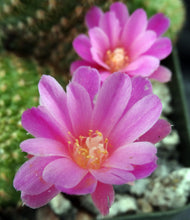 Load image into Gallery viewer, Rebutia perplexa *Big Clumps!*