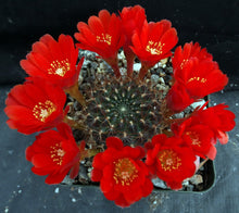 Load image into Gallery viewer, Rebutia fulviceta