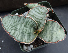 Load image into Gallery viewer, Sansevieria kirkii 'Silver Blue' *Thick Blue-Green Leaves*
