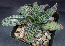 Load image into Gallery viewer, Sansevieria kirkii 'Cleopatra' (Dracaena) *Striped leaves*