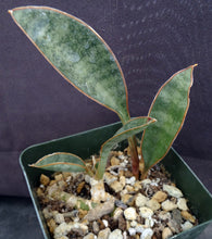 Load image into Gallery viewer, Sansevieria concinna 'Lake Sibaya'