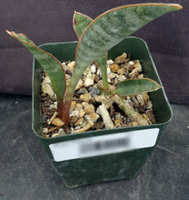 Load image into Gallery viewer, Sansevieria concinna 'Lake Sibaya'
