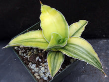 Load image into Gallery viewer, Sansevieria Kismayo