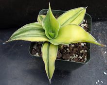 Load image into Gallery viewer, Sansevieria Kismayo