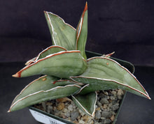 Load image into Gallery viewer, Sansevieria pinguicula
