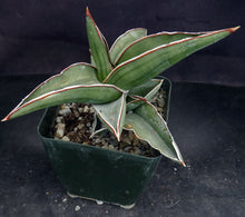 Load image into Gallery viewer, Sansevieria pinguicula
