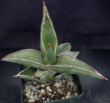 Load image into Gallery viewer, Sansevieria pinguicula