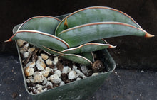 Load image into Gallery viewer, Sansevieria rorida