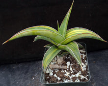 Load image into Gallery viewer, Sansevieria 'Lavranos 23251 Variegated'