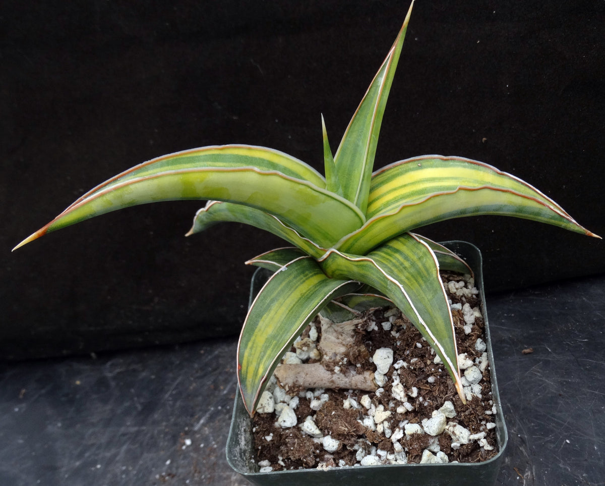 sansevieria lavranos 23295 Sansevieria 'Lavranos 23251 Variegated' – Kyle's Plants