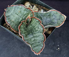 Load image into Gallery viewer, Sansevieria kirkii 'Silver Blue' *Thick Blue-Green Leaves*