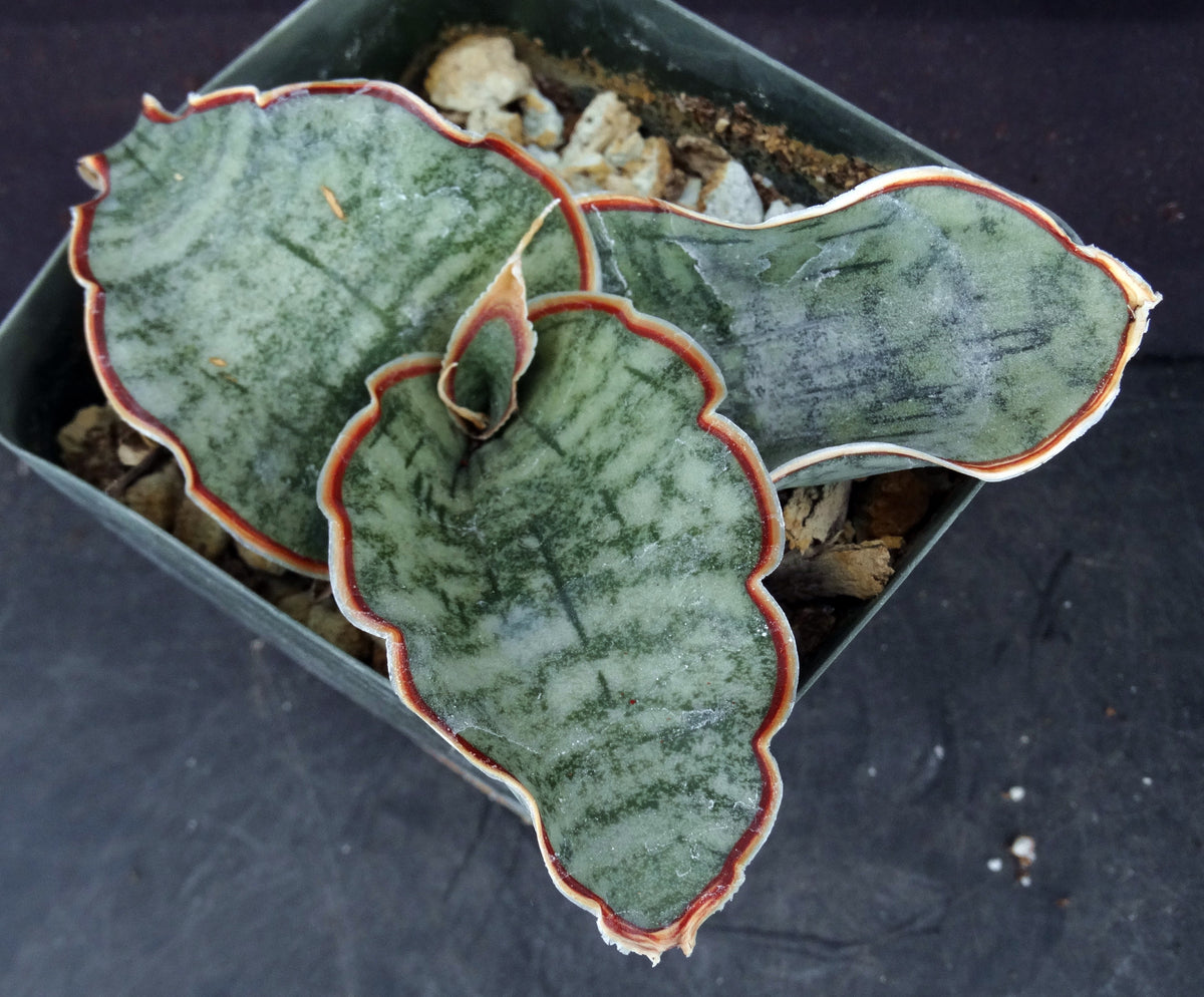 Sansevieria kirkii 'Silver Blue' *Thick Blue-Green Leaves*  Kyle's Plants