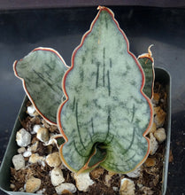 Load image into Gallery viewer, Sansevieria kirkii 'Silver Blue' *Thick Blue-Green Leaves*