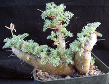 Load image into Gallery viewer, Sarcocaulon herrei (Monsonia)