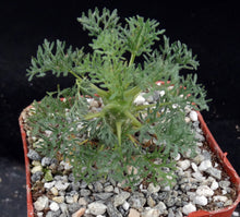 Load image into Gallery viewer, Sarcocaulon herrei (Monsonia)