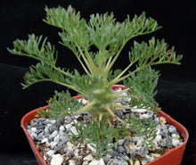 Load image into Gallery viewer, Sarcocaulon herrei (Monsonia)