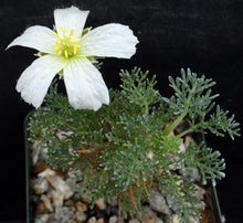 Load image into Gallery viewer, Sarcocaulon herrei (Monsonia)
