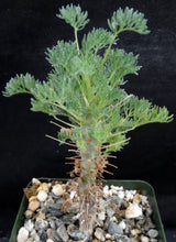 Load image into Gallery viewer, Sarcocaulon herrei (Monsonia)