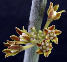 Load image into Gallery viewer, Cynanchum cf. socotranum (Sarcostemma)