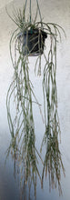 Load image into Gallery viewer, Cynanchum socotranum (Sarcostemma)
