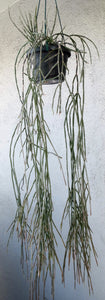 Cynanchum socotranum (Sarcostemma)