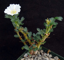 Load image into Gallery viewer, Sarcocaulon vanderetiae (Monsonia)