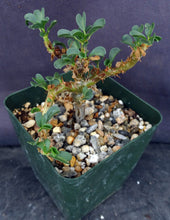 Load image into Gallery viewer, Sarcocaulon vanderetiae (Monsonia)