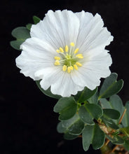 Load image into Gallery viewer, Sarcocaulon vanderetiae (Monsonia)