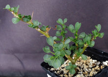 Load image into Gallery viewer, Sarcocaulon vanderetiae (Monsonia)