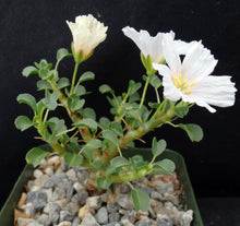 Load image into Gallery viewer, Sarcocaulon vanderetiae (Monsonia)