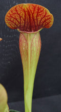 Load image into Gallery viewer, Sarracenia x 'Bug Bat' *Dormant Plants*