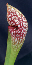 Load image into Gallery viewer, Sarracenia x 'Scarlet Belle' *Dormant Plants*