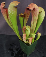Load image into Gallery viewer, Sarracenia x 'Bug Bat' *Dormant Plants*