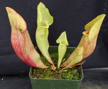 Load image into Gallery viewer, Sarracenia x 'Carolina Yellow Jacket'