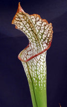 Load image into Gallery viewer, Sarracenia leucophylla *Dormant Plants*
