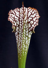 Load image into Gallery viewer, Sarracenia leucophylla *Dormant Plants*