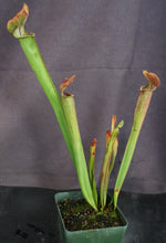 Load image into Gallery viewer, Sarracenia rubra ssp. rubra *Dormant Plants*