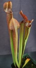 Load image into Gallery viewer, Sarracenia rubra ssp. rubra *Dormant Plants*