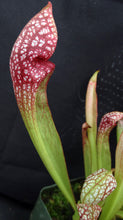 Load image into Gallery viewer, Sarracenia x 'Scarlet Belle' *Dormant Plants*