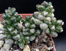 Load image into Gallery viewer, Sedum furfuraceum