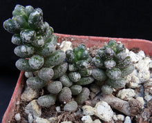 Load image into Gallery viewer, Sedum furfuraceum