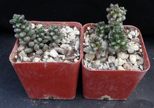 Load image into Gallery viewer, Sedum furfuraceum