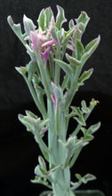 Load image into Gallery viewer, Senecio aristata 'variegata' (B)