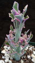 Load image into Gallery viewer, Senecio aristata 'variegata'