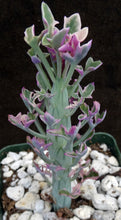 Load image into Gallery viewer, Senecio aristata 'variegata'