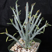Load image into Gallery viewer, Senecio descoingsii